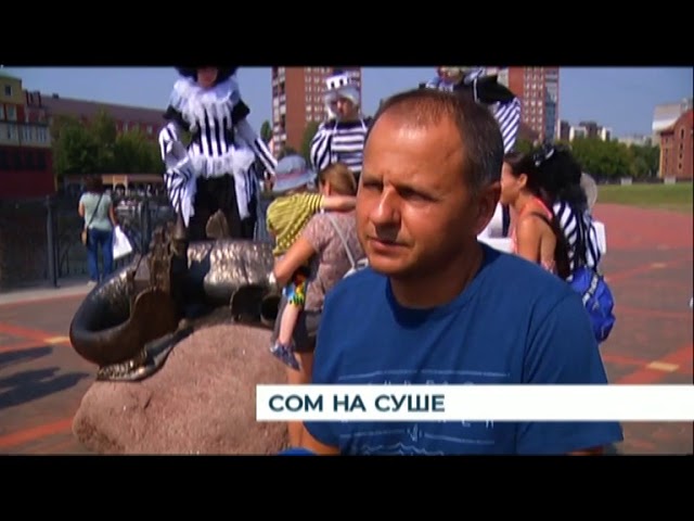 Сом на суше Сом на суше