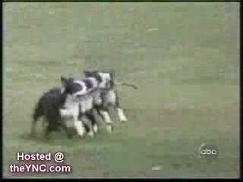 köpekler - komedi komedy çok komik deli çılgın dog kedi maymun hayvan ayı domuz kuş.