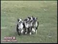 Komik Köpekler Komik Köpekler