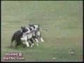 K�pek Bal��� belgeseli video.