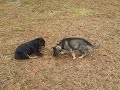 Leben 11 Weeks Old Playing With Gunner