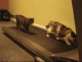 MOONWALK-CAT-THE-NEW