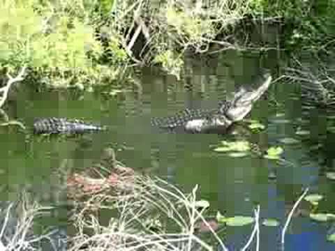 Male Alligator
