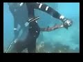 Funny Shark Attack