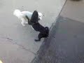 Lucky and His Girlfriend Stella