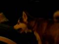 videos de Ember and Ariel Part Deux