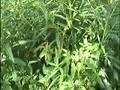 videos de Tropisch Vordenstein  3 - Physalis Angulata, 'Papoose'