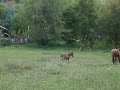caballos patagonicos (Canela y Lestat)