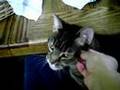 Kitty with a cute meow