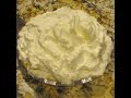 No Bake Cheese Cake