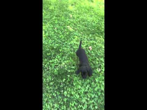 Jess AKC Black and Tan Mini Dachshund