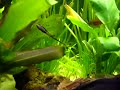 Sturisoma  Royal Farlowella  whiptail pleco