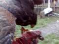 videos de harris hawk  on creance training day 7
