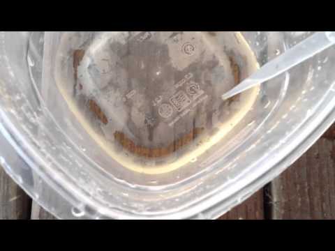 how to harvest mosquito larvae