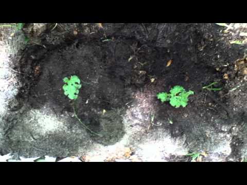 how to transplant rhubarb