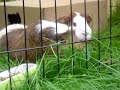 The Adventures of Raphael & Basil -Part 2