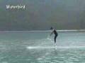 WATERBIRD FLY ON THE WATER