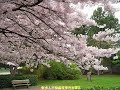 發現溫哥華春櫻