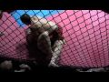 Bryden vs Dave Grappling match @ BBQ Beatdown 16 @ Tiger Muay Thai, Phuket, Thailand