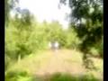 guisbrough woods