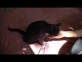 cat shake paw