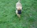 Bullmastiff video