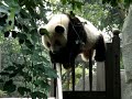 Panda Cubbies playing on the slide at the Chengdu Panda Reserve