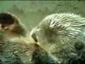 Otters, cute otter in love holding hands { Moxie Media