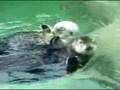 Otters, cute otter in love holding hands { Moxie Media
