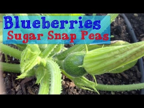 how to microwave sugar snap peas