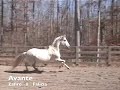 Avante - Andalusian Stallion