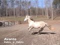 Avante - Andalusian Stallion
