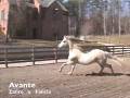 videos de Avante - Andalusian Stallion