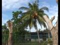 videos de Appartamento Cuba L'Avana Casa affitto casa particular alquilar La Habana rent house Havana home