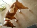 videos de Chloe, our 7 month old Pitbull Puppy Playing Fetch