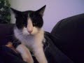 funny-piano-playing-cat.html