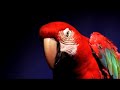  robyn blip konichiwa bitches parrot music