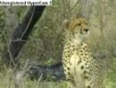 WildEarth Djuma Cheeta #2 09-Oct-07