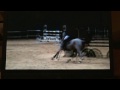 SPORT PONIES STABLE : JUMENT PFS NEE EN 2002 SUR PARCOURS 120