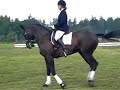Super travare / Standardbred Stallion, born 1989 Super travare / Standardbred Stallion, born 1989
