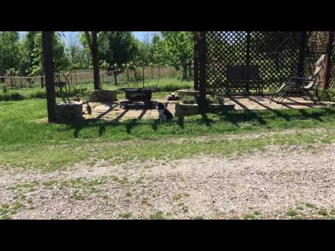 Border Collie Puppy - Samson
