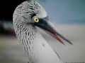 blue footed boobies