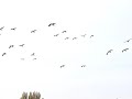 Snow Geese invades Richmond