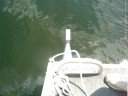 Musky vs Crappie