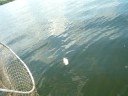 Musky vs Crappie