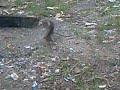 ratas