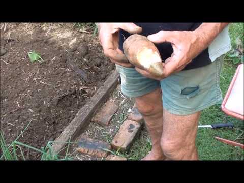 how to store potatoes after harvest nz