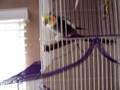 Buddy the singing cockatiel performs Get Down Tonight