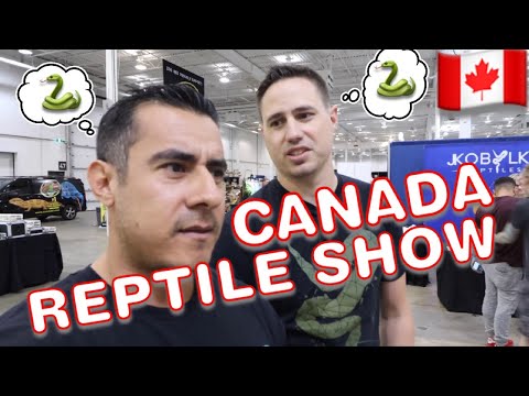 YouTube reptile video