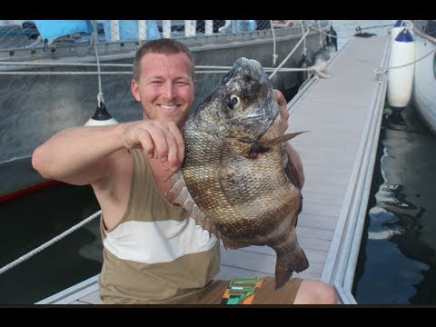 canary island dog